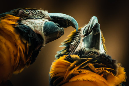 Macaw parrots on a dark background, close-up.