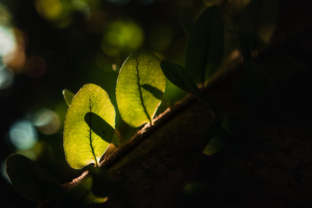 Green leaves in the sunlight. Natural background. Selective focus.