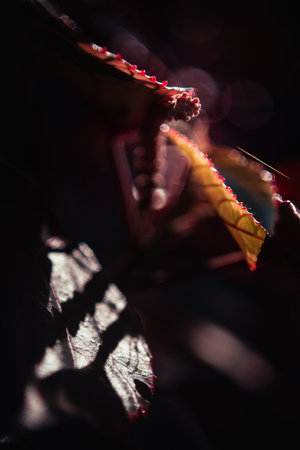 Close up shot of a red and yellow leaf with a dark background