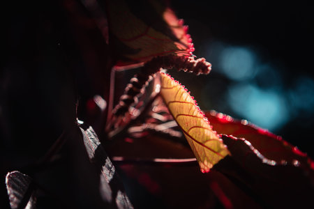 Macro shot of a red leaf on a dark background with copy space