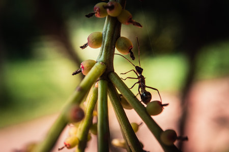 Close up of an ant on a branch of a coffee tree.