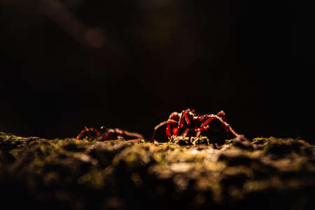 Tarantula crawling on a mossy tree trunk at night. Selective focus.の写真素材