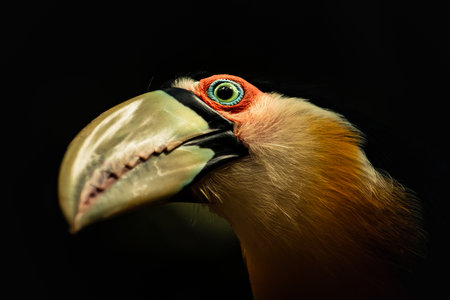 Close-up portrait of a hornbill on a black background.