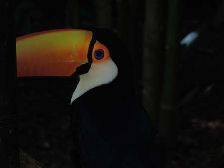 Bird Park in Foz do IguaÃ§u