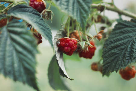 Organic strawberry and raspberry in gardenの写真素材