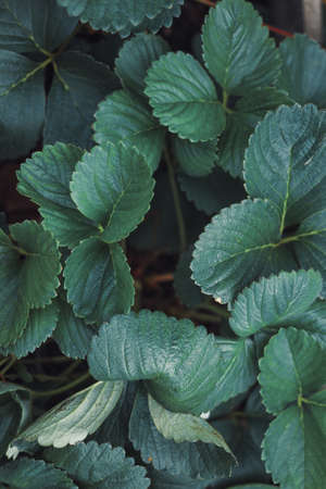 Organic strawberry and raspberry in gardenの写真素材