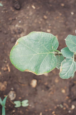 Organic eggplant growing in gardenの写真素材