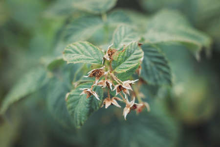 Organic strawberry and raspberry in gardenの写真素材