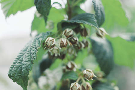 Organic strawberry and raspberry in gardenの写真素材