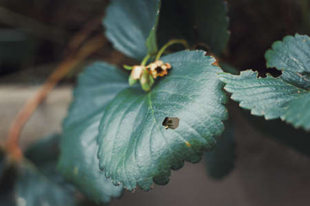 Organic strawberry and raspberry in gardenの写真素材