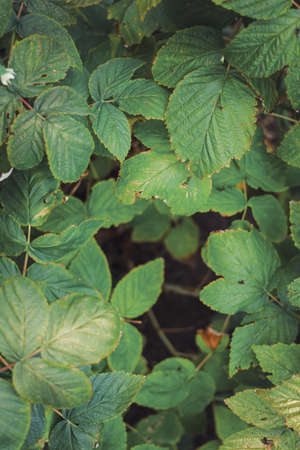 Organic strawberry and raspberry in gardenの写真素材