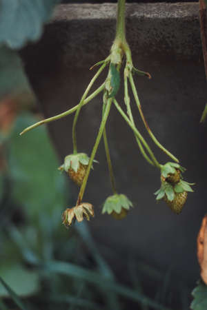 Organic strawberry and raspberry in gardenの写真素材