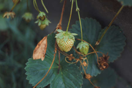 Organic strawberry and raspberry in gardenの写真素材