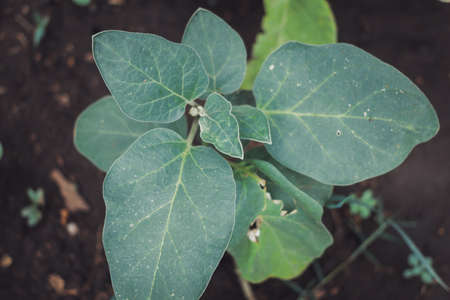 Organic eggplant growing in gardenの写真素材