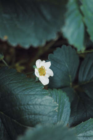 Organic strawberry and raspberry in gardenの写真素材
