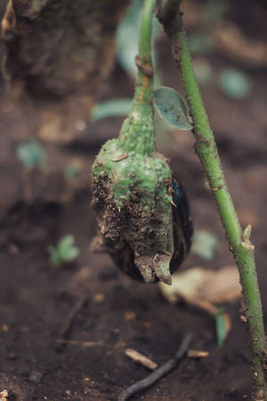 Organic eggplant growing in gardenの写真素材