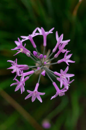 Colorful flowers blooming in gardenの写真素材