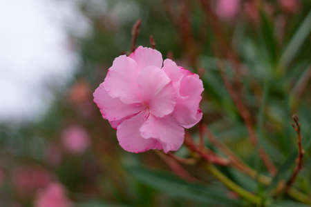 Colorful flowers blooming in gardenの写真素材