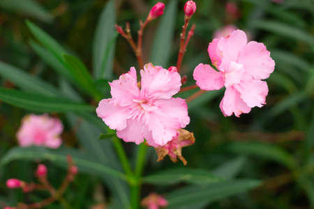 Colorful flowers blooming in gardenの写真素材