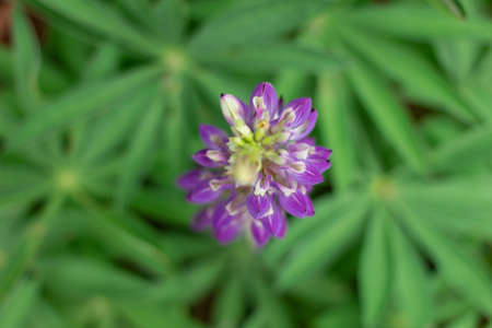 Colorful flowers blooming in gardenの写真素材