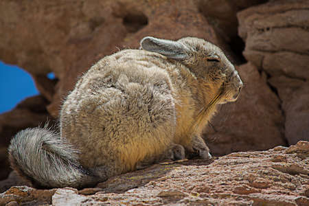 Viscachaの写真素材