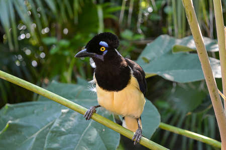 Birdの写真素材