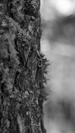 detail of the bark of the tree with a thick texture in its cutの写真素材