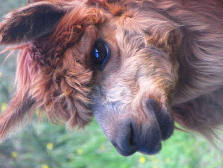 Portrait of a cute alpaca. Close-up.の写真素材