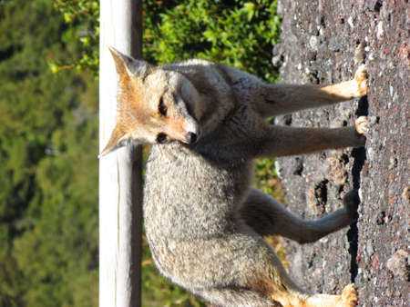 Red fox (Vulpes vulpes) climbing a wall.