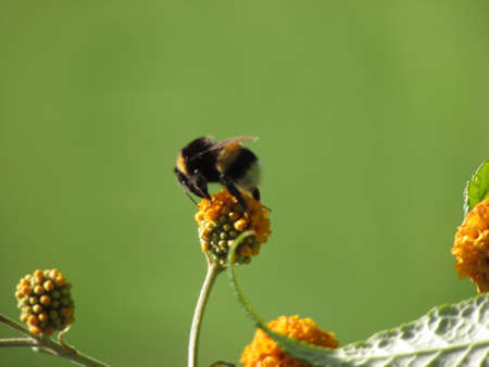 Bumblebee (Bombus terrestris) on a flower