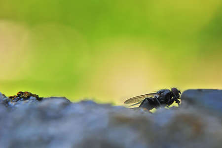 fly on a rockの写真素材