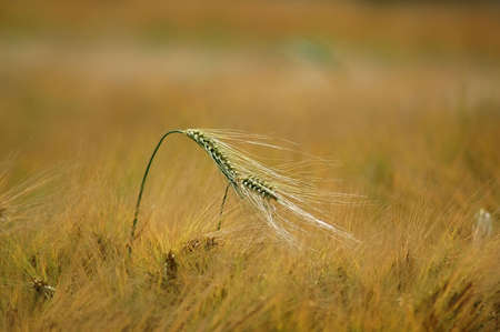 two golden wheat spikesの写真素材
