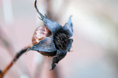 Old rosehipの写真素材