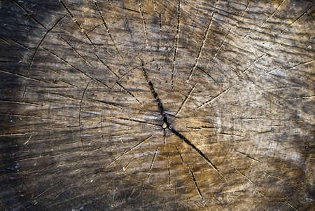 old piece of woodの写真素材