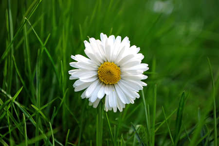 daisy in the nice green grassの写真素材