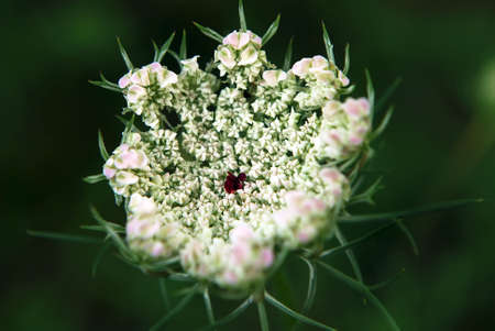 white plantの写真素材