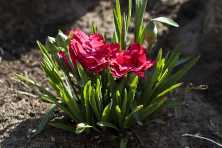 red flowers on the groundの写真素材