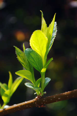 branch with green leafsの写真素材