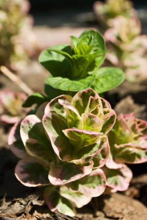 yellow plant on the groundの写真素材