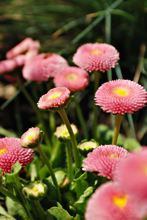 pink flowers の写真素材