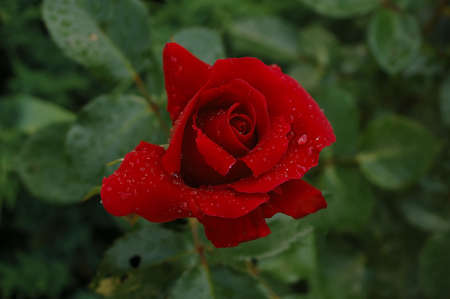 red rose and green leafsの写真素材