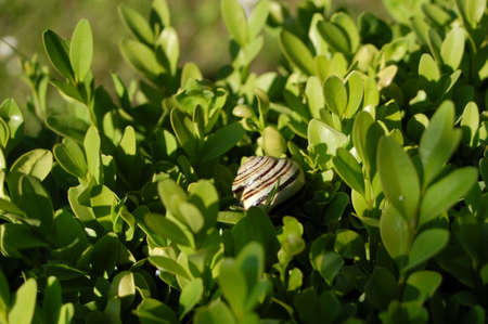 snail on the green plantsの写真素材