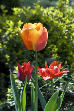 three tulips in the gardenの写真素材