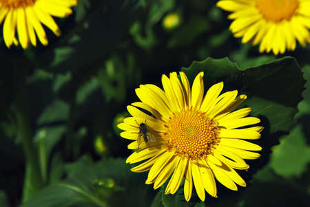 fly on a yellow flowerの写真素材