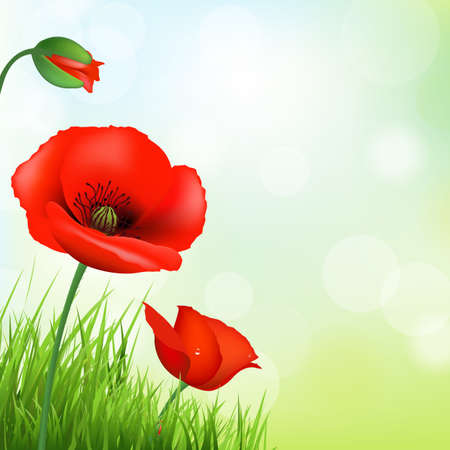 Red Poppy And Green Grass, Vector Backgroundのイラスト素材
