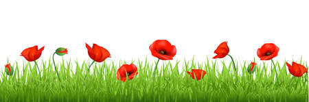Red Poppy Border, Isolated On White Background, Vector Backgroundのイラスト素材