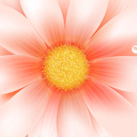 Pink Gerber Macro, Vector Illustrationのイラスト素材