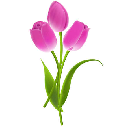 Bouquet Of Tulips, With Gradient Mesh, Vector Illustrationのイラスト素材