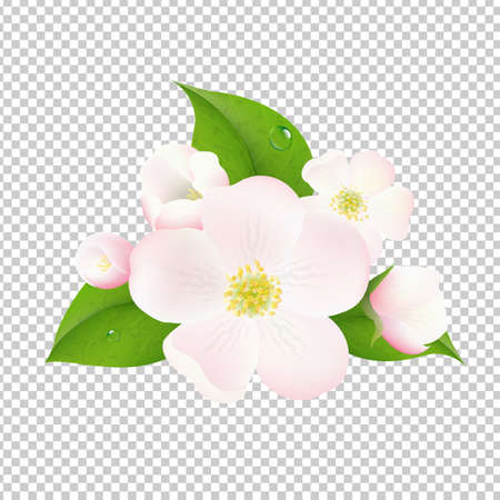 Beautiful Apple Tree Flowers With Transparent Background With Gradient Mesh, Vector Illustrationのイラスト素材