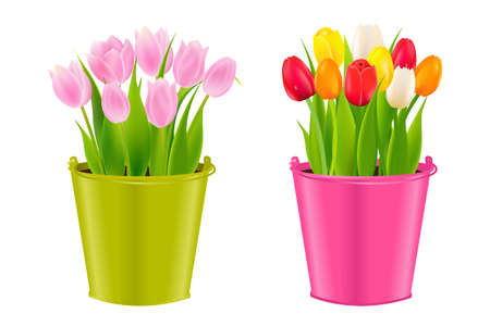 Tulips In Pots With Gradient Mesh, Vector Illustrationのイラスト素材
